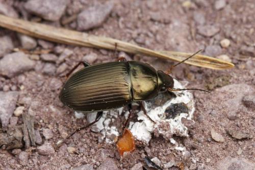 Réf. 250 519 : Amara similata